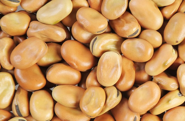 FABA Beans